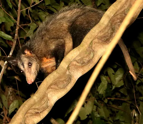 Southern Opossum: Small marsupial with gray fur, long snout, hairless tail, and sharp claws.
