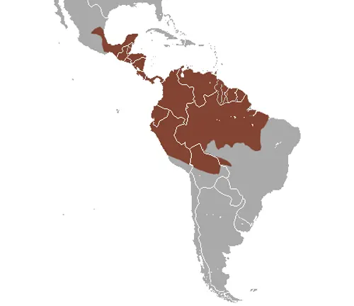 Distribution map of Black-eared Opossum, showing range in South America.