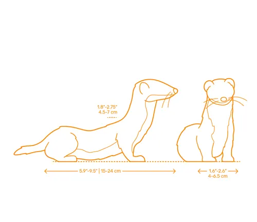  A drawing of a ferret and a cat, showcasing the size and weight of a "Least Weasel".