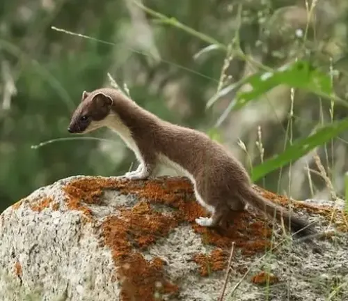 A stoat, also known as a weasel, standing on a rock.