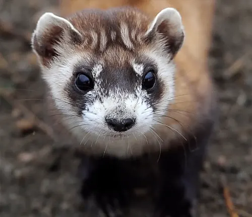 A close up of a Black-footed Ferret looking at the camera.