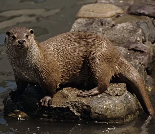 An European Otter standing on a rock in the water, showcasing its hunting techniques.