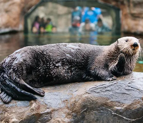 A sea otter lounges on a rock in an aquarium. The image showcases the size and weight of a sea otter.