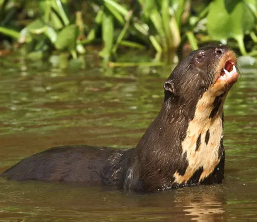 A Giant Otter with open mouth swimming in water, showcasing its distinctive fur and coloration.