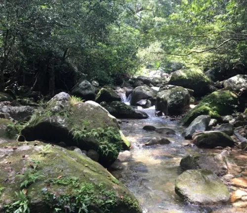 A serene forest stream flowing amidst rocks and trees, forming the habitat of the Asian Small-clawed Otter.