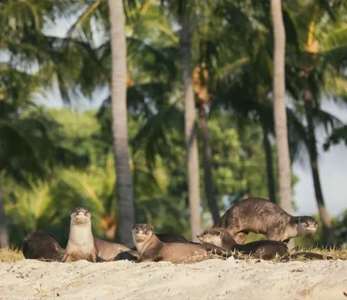 An otter family enjoying the beach. They are Smooth-coated Otters, known for their preference for beach habitats.