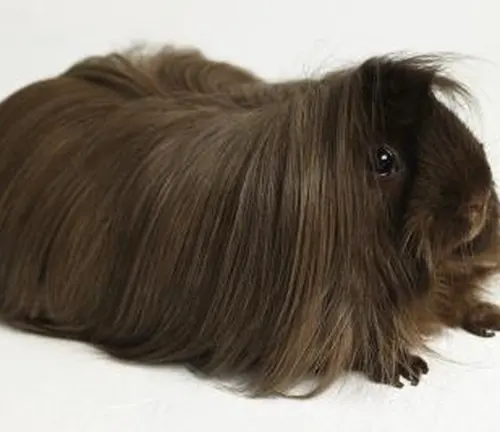 A Coronet Guinea Pig with long, flowing hair sitting gracefully on a white background.