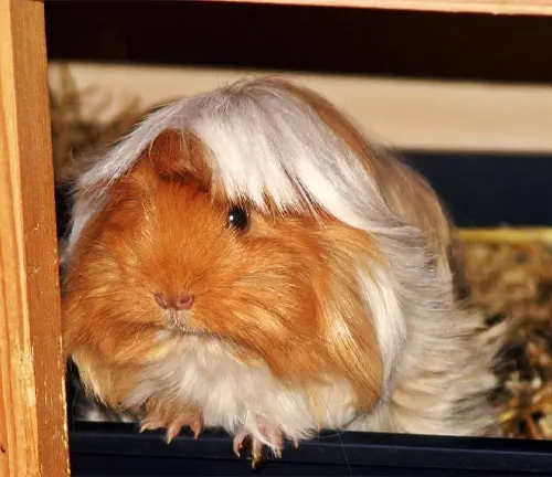 A Peruvian Guinea Pig with a white wig on its head, showcasing its unique "Peruvian Guinea Pig" Personality.