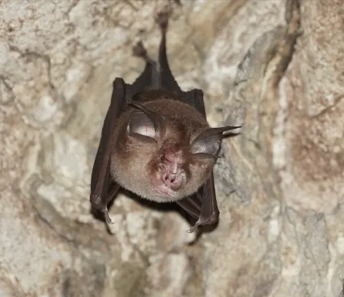 A Kitti's Hog-nosed bat with large ears and a long nose.