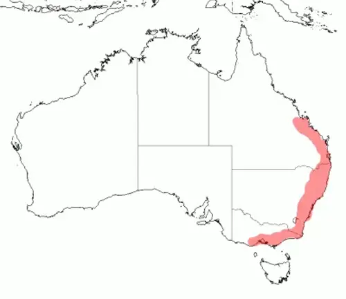  Map of Australia with red-necked parrot location marked, labeled "Flying Fox" Distribution.