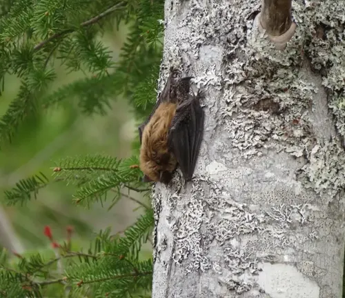A big brown bat hanging from the side of a tree in its natural habitat.