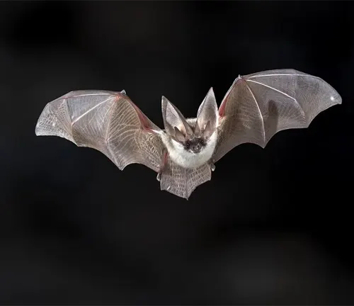 A Mexican Free-tailed Bat flying with wings spread out, showcasing its impressive size and weight.