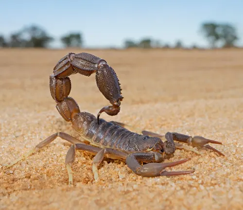 A scorpion on desert sand, known as the "Arizona Bark Scorpion" due to its preferred environment.