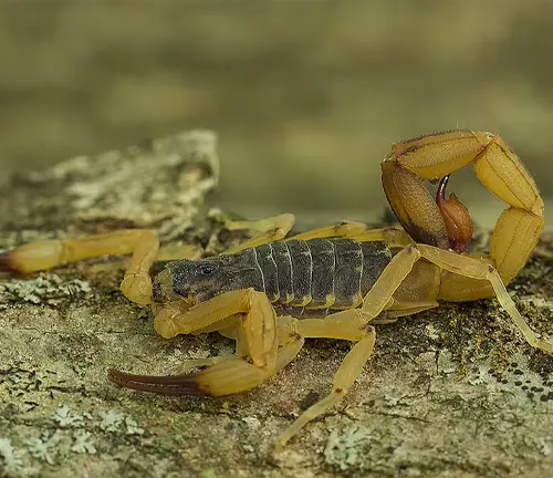 A Brazilian Yellow Scorpion with legs spread out on a rock.