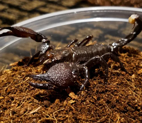  Emperor Scorpion in plastic container with dirt, showcasing its unique coloration.



More like this

Mod