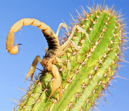 A Giant Hairy Scorpion perched on a cactus against a blue sky.