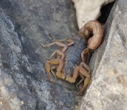 A scorpion crawling on the ground, known as the "Indian Red Scorpion".