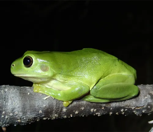 A small green frog perched on a branch in the darkness of night.