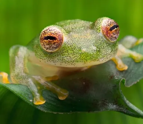A glass frog with large eyes perched on a leaf.