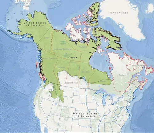 Map of Canada and the United States showing the distribution of "Hairy Frogs."