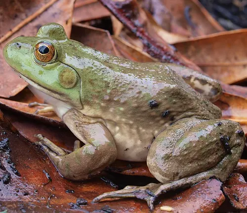 A green frog perched on leaves, showcasing "BullFrogs" adaptations for survival.