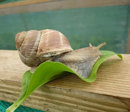 A Roman Snail crawling on a green leaf inside a greenhouse.