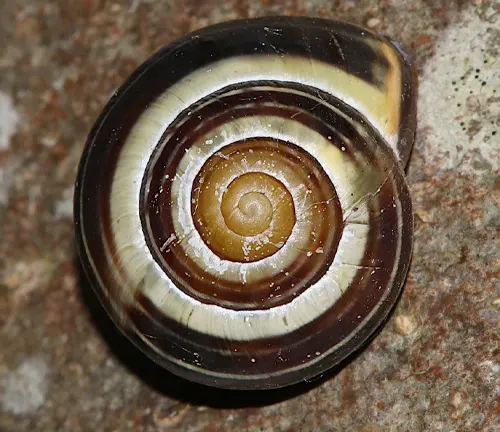 A close-up of a "Brown-lipped Snail" shell with a beautiful spiral pattern, showcasing its intricate structure.