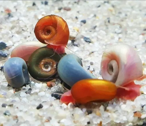 A collection of vibrant shells scattered on a sandy surface, showcasing the diverse colors of "Ramshorn Snail" variations.
