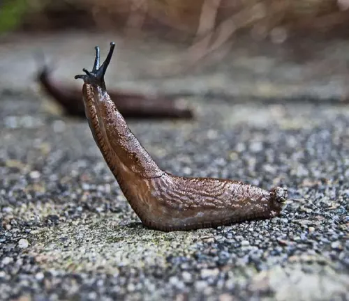 A gray garden slug slowly crawls along the ground.