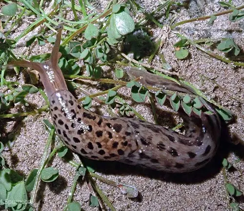 A Leopard Slug slowly crawls near plants on the ground.