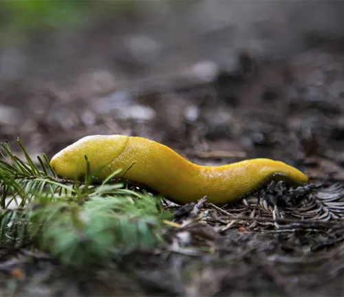 A yellow slug slowly crawls on the ground in its natural habitat, known as the "Banana Slug" habitat.
