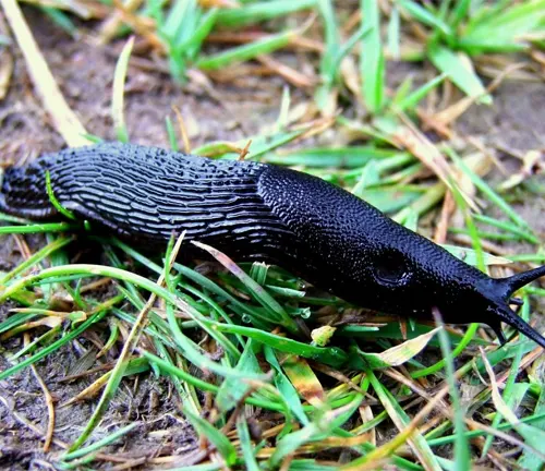 A black slug crawling on the ground in its natural habitat.