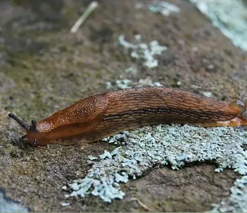 A "Greenhouse Slug" slowly crawls on a rock.
