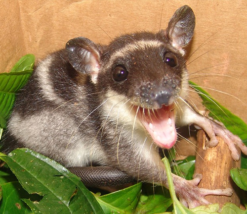 Water opossum: Small marsupial with webbed feet, long tail, and dense fur. Found in Central and South America.