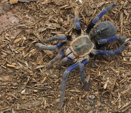 A Cobalt Blue Tarantula, with blue and black colors, rests on the ground in its natural habitat.