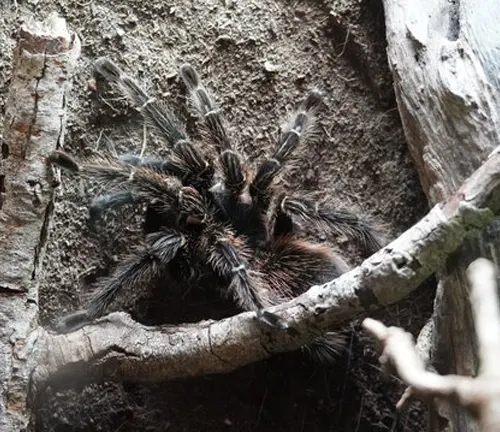 A tarantula perched on a branch in a zoo, showcasing the natural habitat of the "Salmon Pink Birdeater Tarantula".