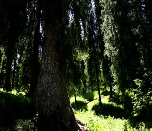 Prominent tree trunk with dense coniferous forest in the background.