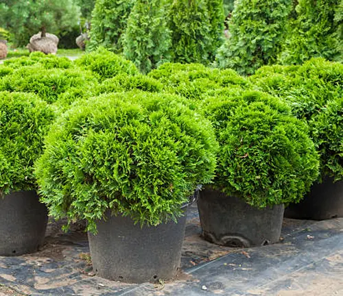 Row of potted spherical green shrubs at a nursery