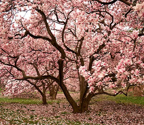 Magnolia trees with pink blooms and a carpet of petals below