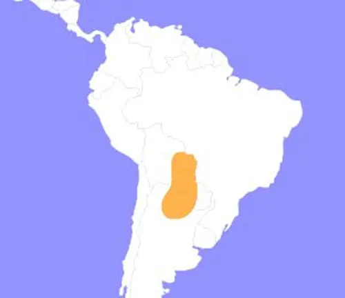 Map of South America with country location highlighted. Pink Toe Tarantula distribution shown.