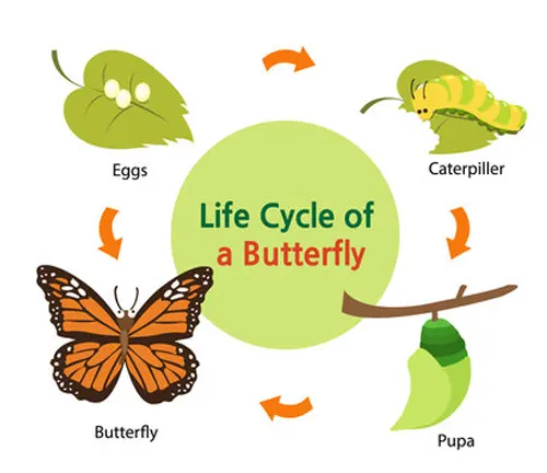 Life cycle of Giant Swallowtail Butterfly: egg, caterpillar, chrysalis, adult butterfly with black and yellow wings.