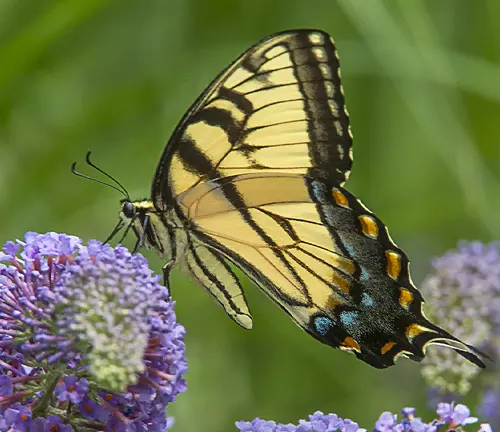 Close-up of a vibrant Eastern Tiger Swallowtail butterfly resting on a colorful flower in its natural habitat.
