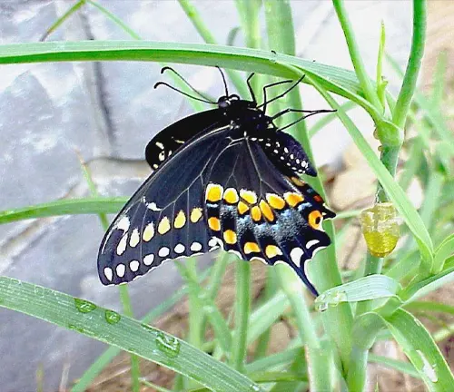 A black and yellow Black Swallowtail Butterfly perched on a lush green plant.