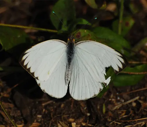 A white butterfly with black wings resting on the ground in the habitat of the Large White Butterfly.