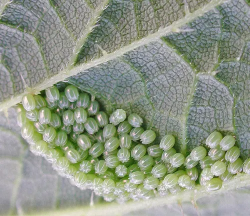 Close-up of leaf with numerous small green eggs, identified as "Peacock Butterfly" eggs.