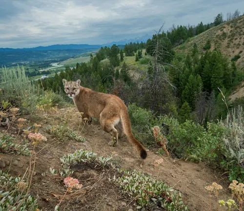 A mountain lion walking along a trail in the mountains.