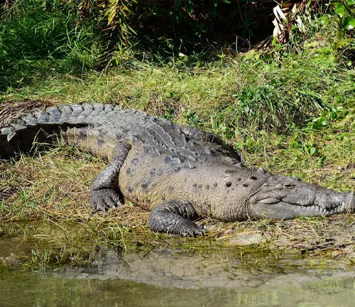 A massive American crocodile lounges on the grassy bank beside the water, showcasing its impressive size and weight.