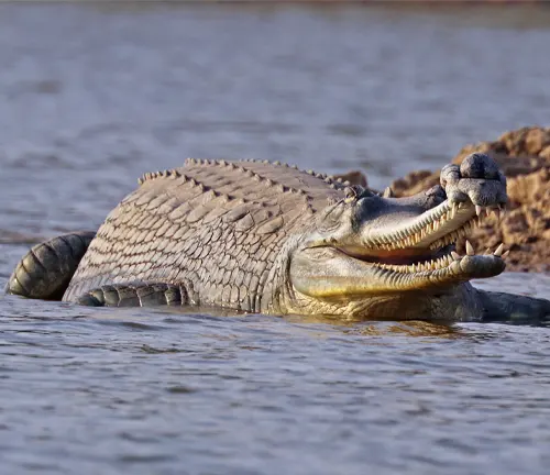 A Gharial Crocodile swimming in a river, with its long, narrow snout and webbed feet, in its preferred habitats.