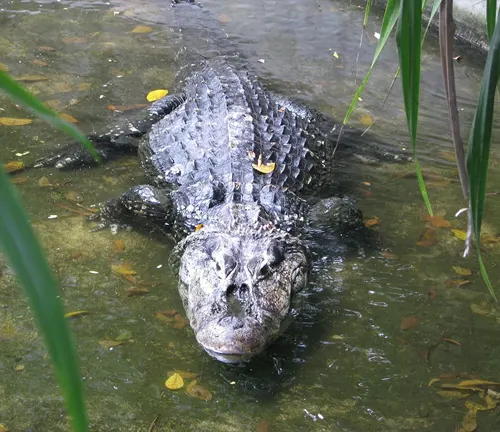  "Black Caiman Crocodile in its natural habitat, lurking in murky waters surrounded by lush greenery."