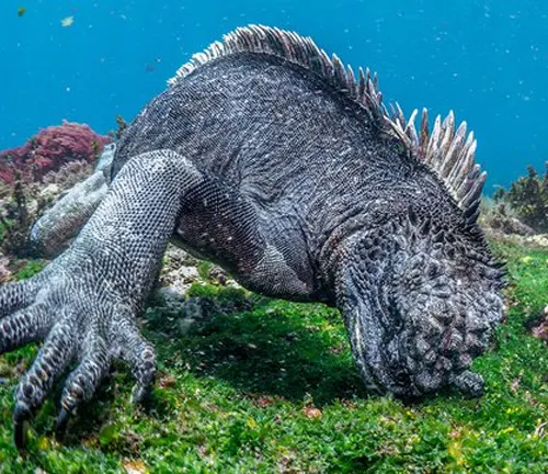 A marine iguana swimming in the water, showcasing its adaptations for survival as a "Marine Iguana".